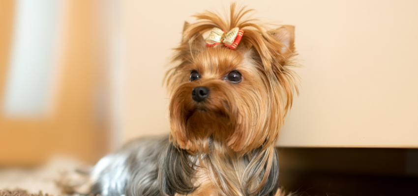 Ein Yorkshire Terrier trägt eine Haarspange.