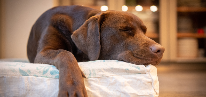 Ein brauner Labrador schlafend.