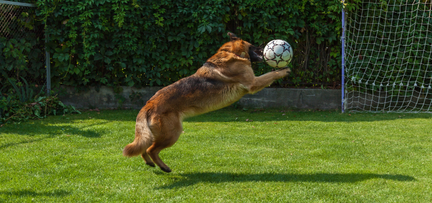 Ein Deutscher Schäferhund spielt mit einem Fußball.