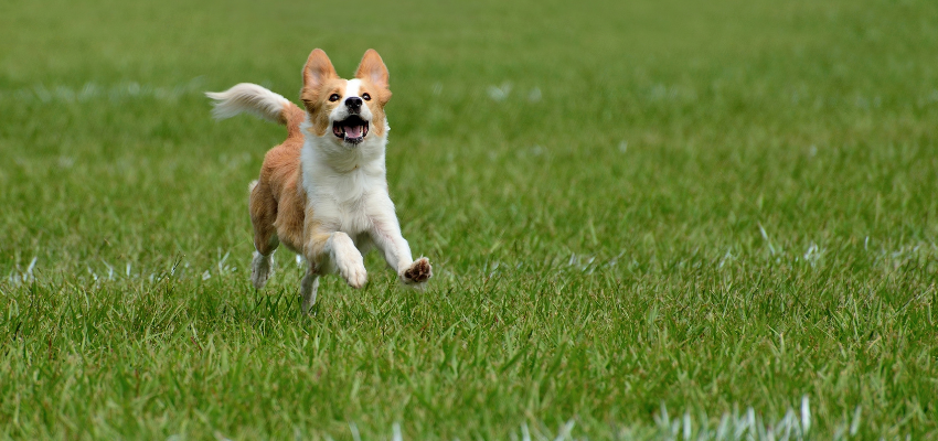 Ein Hund rennt über eine Wiese.