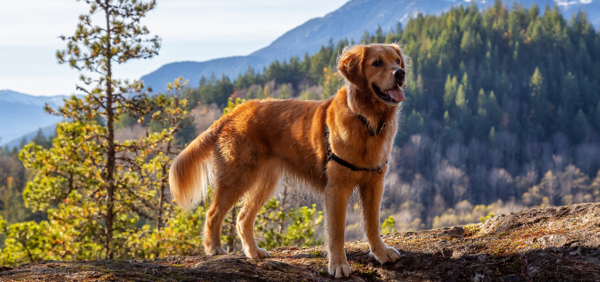 Ein Hund steht auf einem Wanderweg in den Bergen.