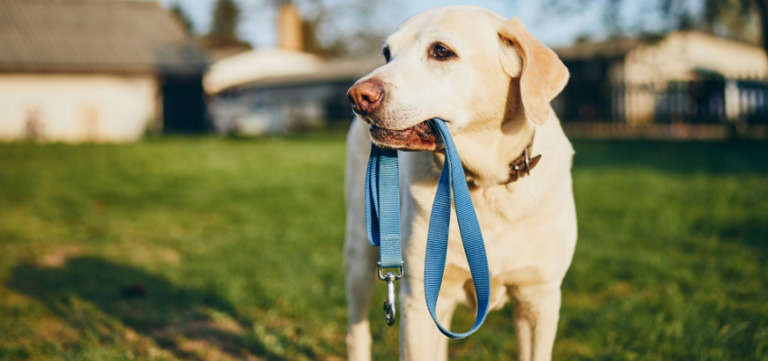 Ein Labrador Retriever hält eine Leine im Maul.