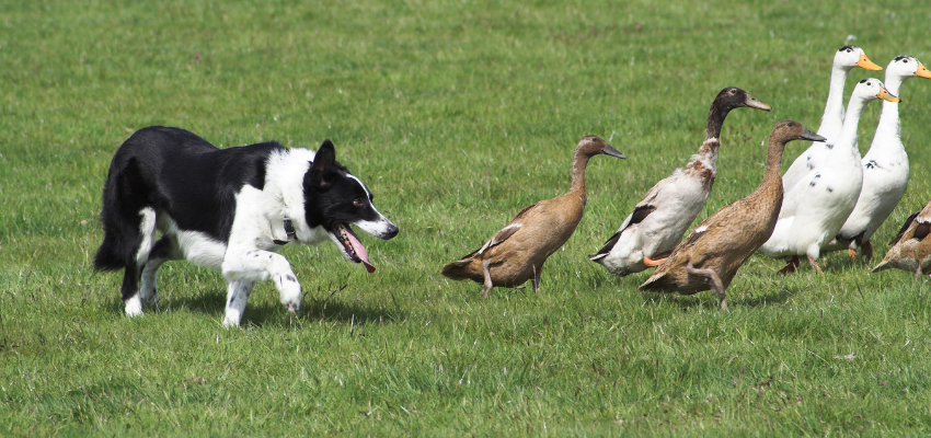 Hütehund