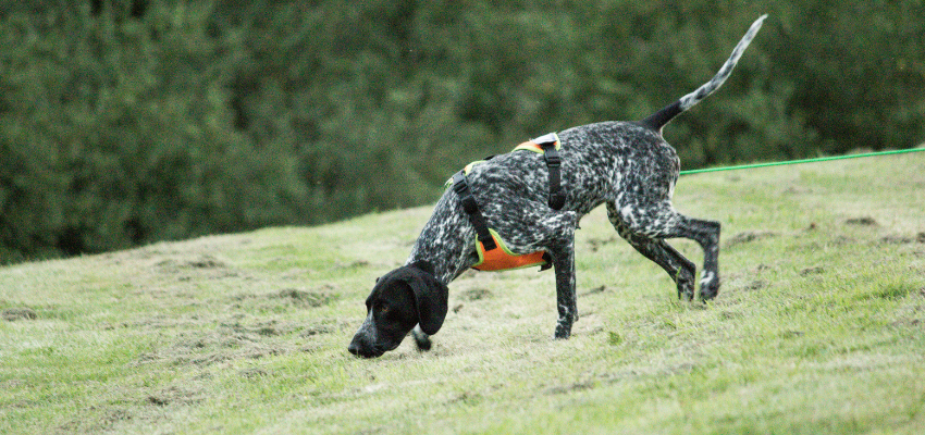 Den Jagdtrieb des Hundes nutzen: Jagdhund beim Fährtenlesen