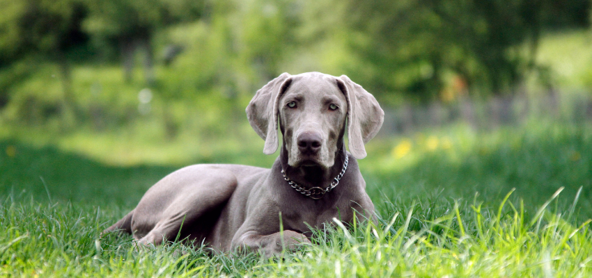 Ein Weimaraner ist ein Hund mit ausgeprägtem Jagdtrieb