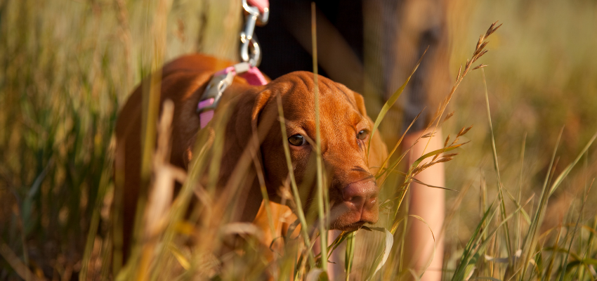 Jagdhund an der Leine