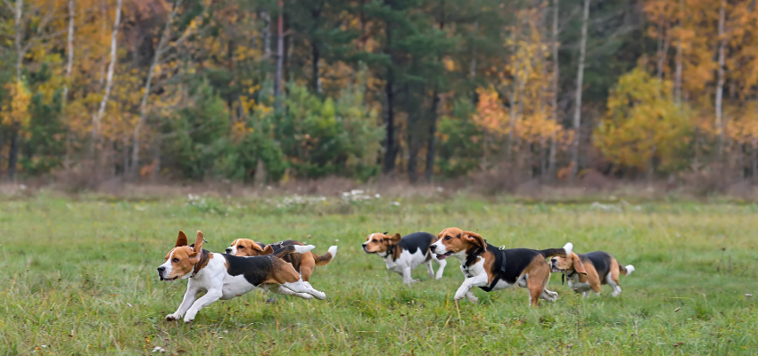 Hunde mit besonderem Jagtrieb sind Beagles