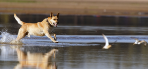 Ein Hund jagt Vögel im Wasser.