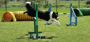 Ein Border Collie springt über einen Sprung.