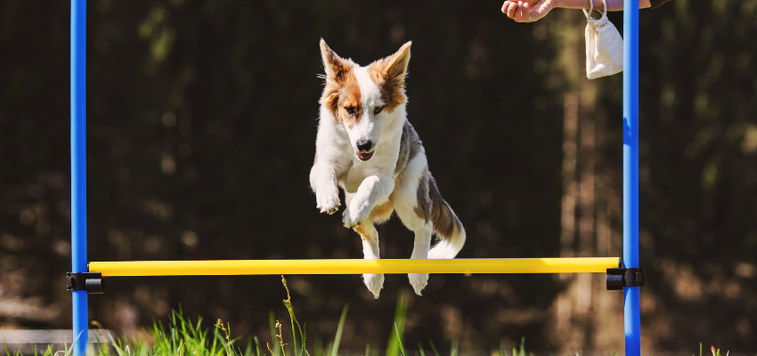 Agility Training