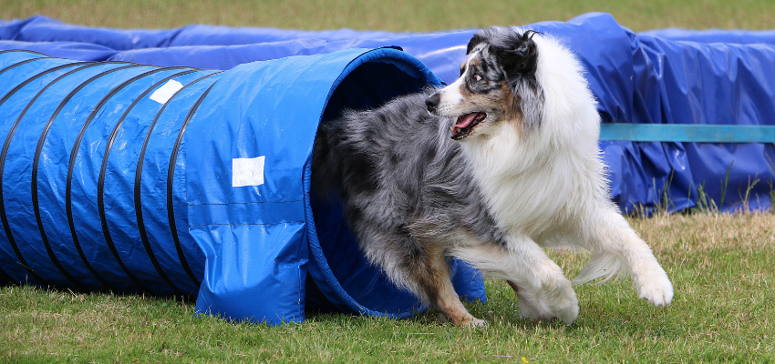 Agility Tunnel