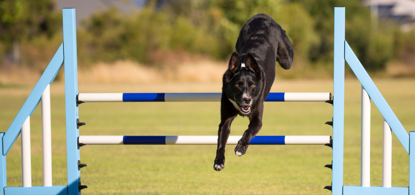 Hund Agility