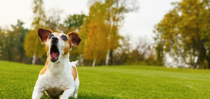 Ein kleiner Hund auf einer Wiese bellt.