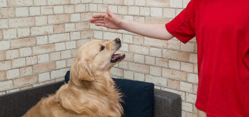 Hund zeigt Kind die Zähne
