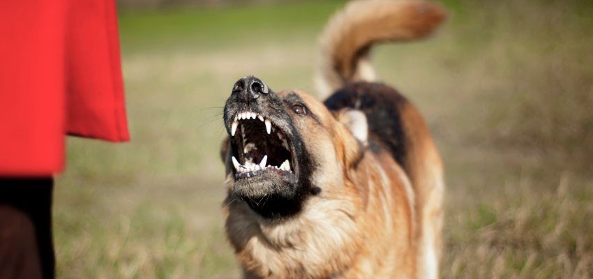 Hund zeigt die Zähne und ist aggressiv