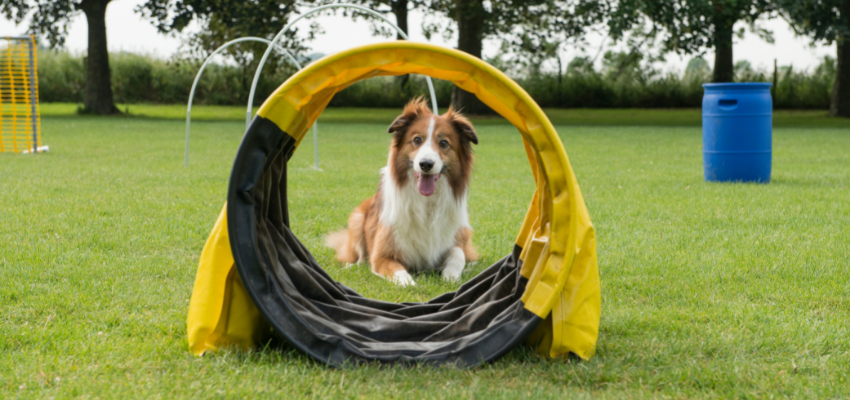 Ein Hund liegt hinter einem Tunnel. Dieser Hund passt bestimmt zu einem aktiven Menschen.