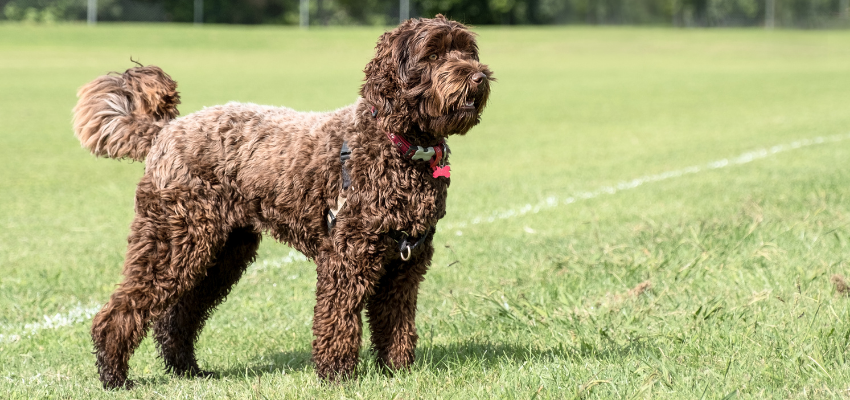 Ein Labradoodle steht auf einer Wiese.