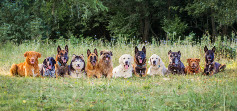 Zwölf Hunde liegen nebeneinander auf einer Wiese, darunter einige Schäferhunde und Golden Retriever.
