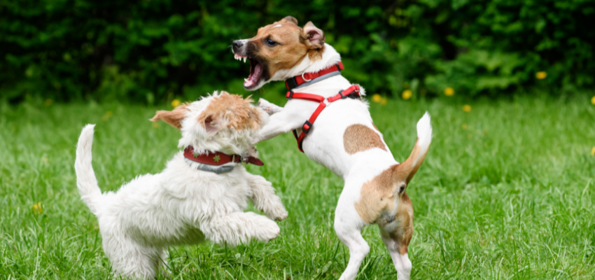 Hund beißt einen anderen Hund