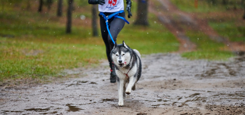 Beim Hundesport Canicross laufen Hund und Mensch gemeinsam.