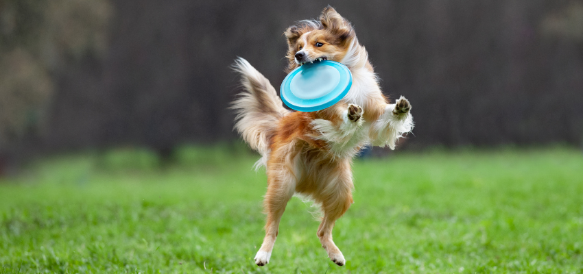 Beim Hundesport Frisbee fängt ein Hund eine Wurfscheibe aus der Luft.