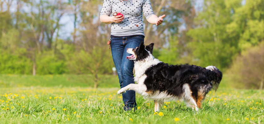 Hundesport Dog Dancing