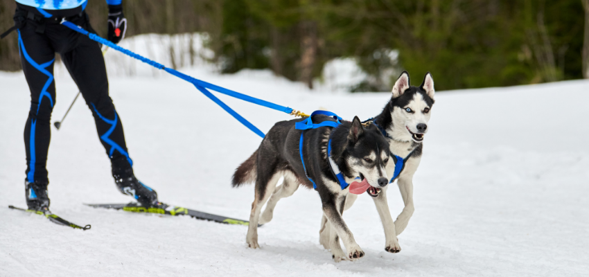 Huskys beim Zughundesport mit einem Mensch, der Ski fährt.