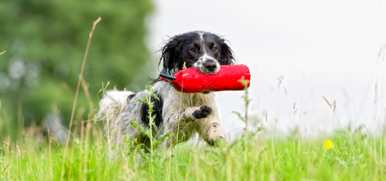 Ein Hund läuft über eine Wiese mit einem Dummy im Maul.