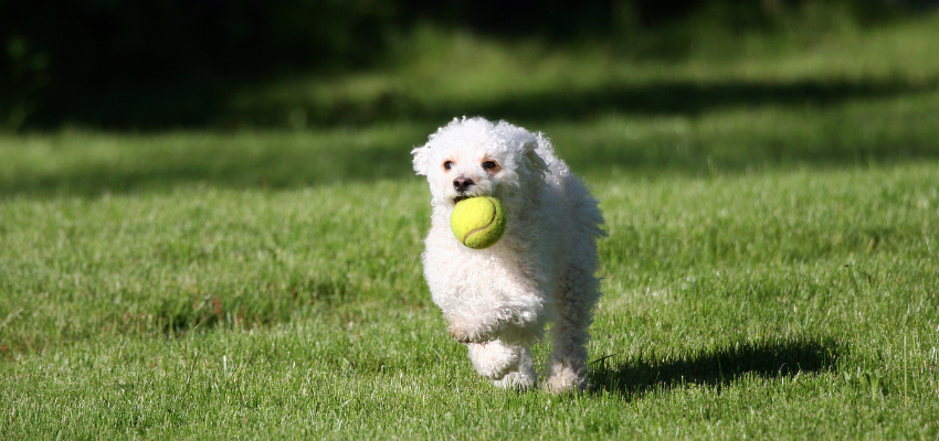 Apportieren beibringen mit einem Ball