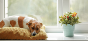 Ein Hund liegt auf einem Kissen auf der Fensterbank und schläft.