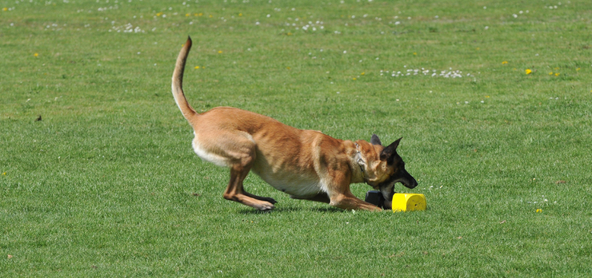 Hund das Apportieren beibringen