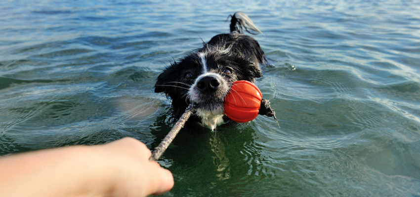 Hund lässt nach dem Apportieren nicht los