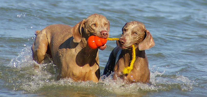 zwei Hunde apportieren