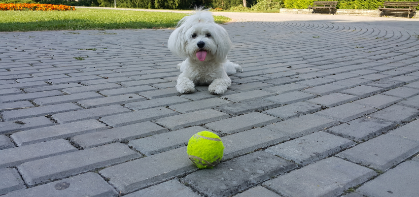 Hund wartet vor Ball