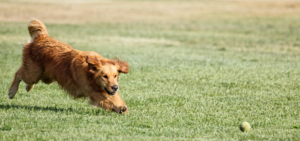 Ein Golden Retriever jagt einem Tennisball hinterher.