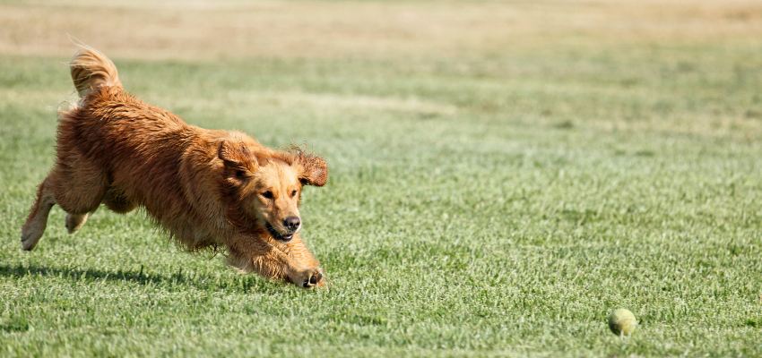 Ein Golden Retriever jagt einem Tennisball hinterher.