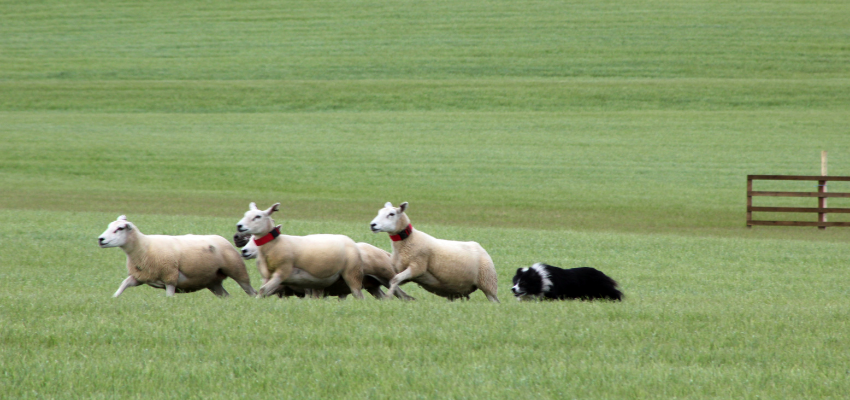 Hütehund folgt Reizen