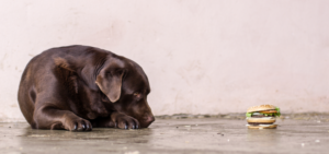 Ein brauner Labrador Retriever liegt auf dem Boden, neben ihm ein Burger.