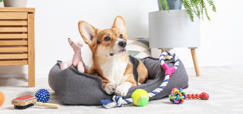 Ein Corgi liegt in einem Körbchen, umgeben von Spielzeug.