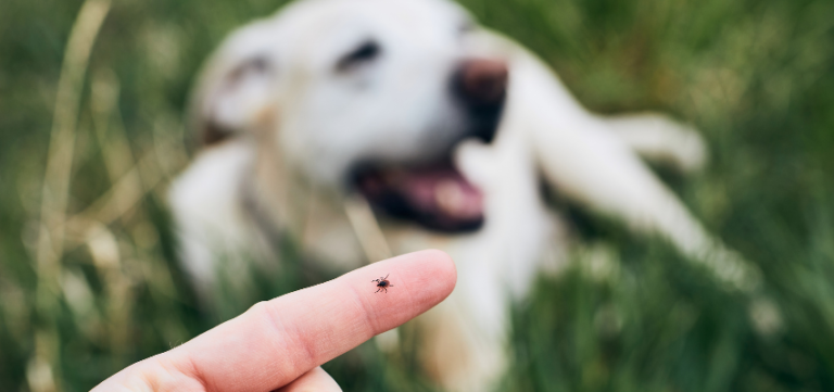 Eine Zecke auf einem Finger, im Hintergrund ist ein Hund zu sehen.