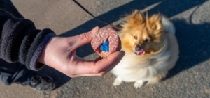 Hund sitzt vor Giftkoeder