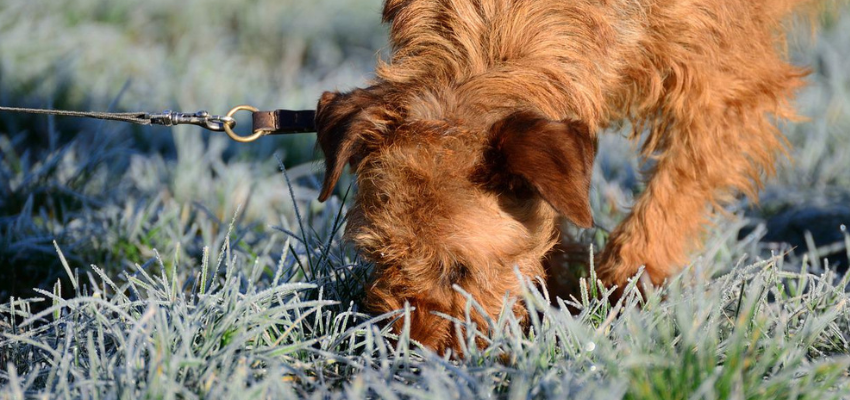 Ein Hund schnüffelt im Gras.