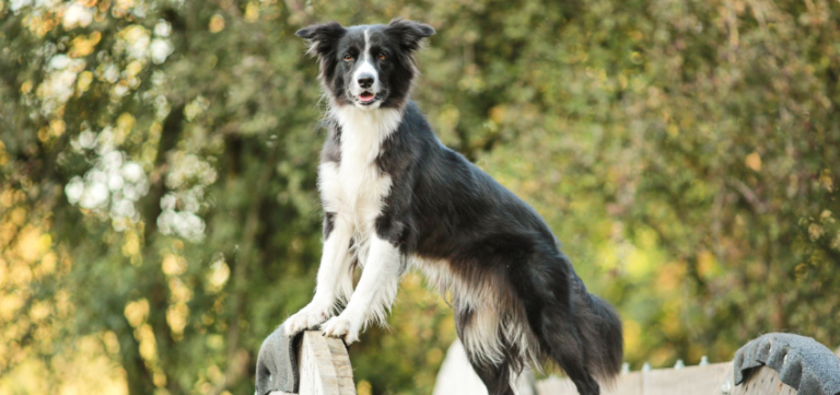 Top Dog Hündin Trouble auf einem Ninjadogs Hindernis.