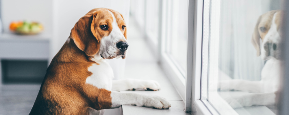 Ein Hund schaut traurig aus dem Fenster.