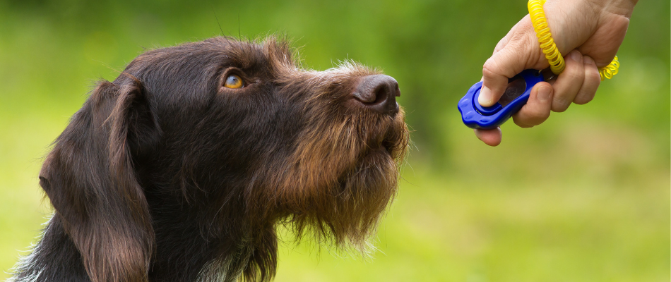 Ein Hund beim Clickertraining