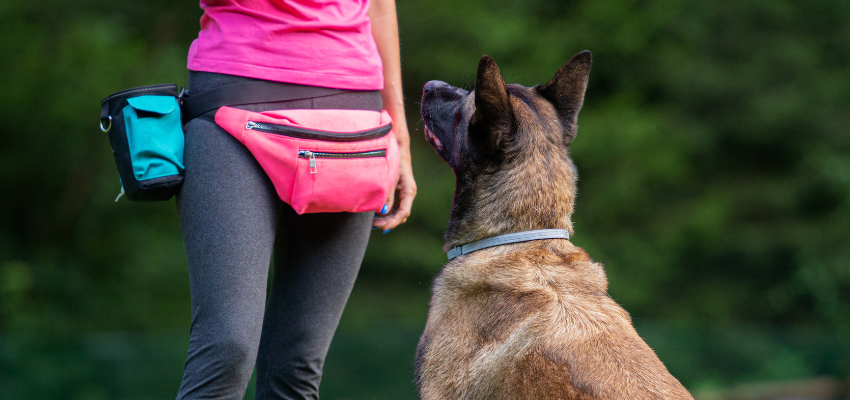 Ein Hund sitzt vor seiner Besitzerin und wartet auf seine Belohnung. 