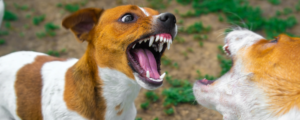 Ein Hund reißt sein Maul auf und zeigt die Zähne.