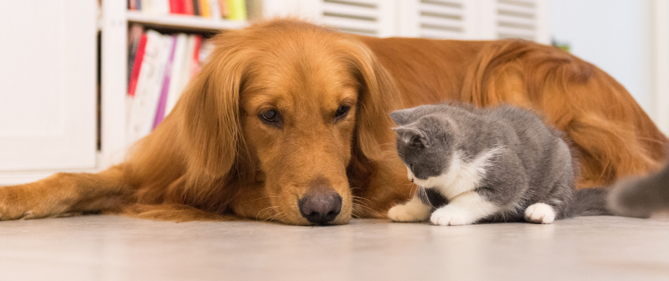 Ein Hund und eine Katze, die sich angucken.