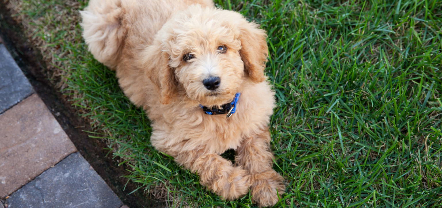 Hunde für Allergiker: Hypoallergene Hunderassen &amp; Tipps | wedog Blog