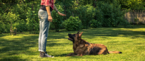 Ein Hund, der Platz macht.